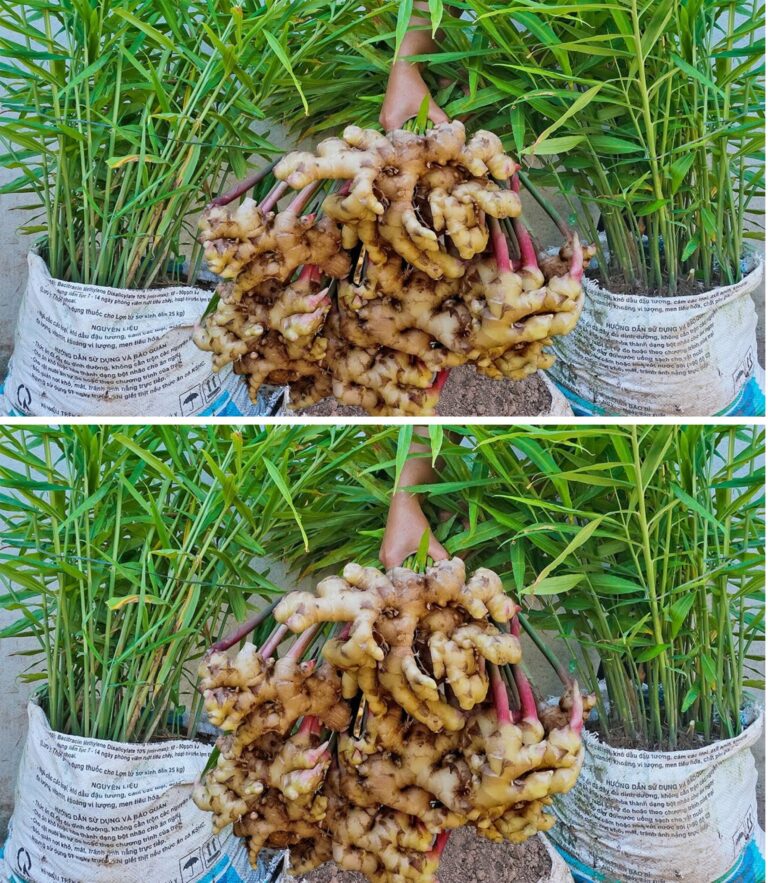 How to grow ginger at home the simple and effective method Garden Joy