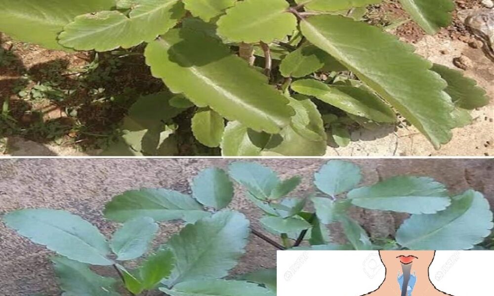 Kalanchoe Pinnata – The plant with multiple benefits